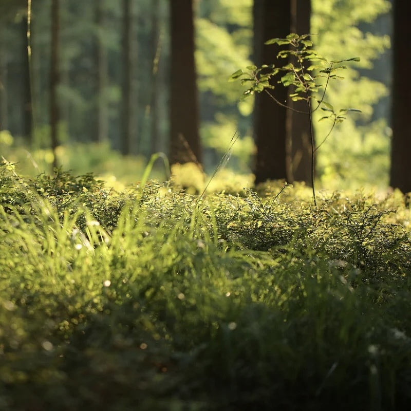 Forest Floor Reed Diffuser